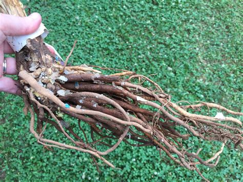 The Ritualistic Uses of Black Magic Bate Root Plants